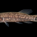 Umbra pygmaea - Photo (c) sercfisheries, algunos derechos reservados (CC BY-NC), subido por sercfisheries