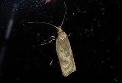 Phaeosaces apocrypta