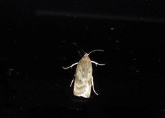 Phaeosaces apocrypta