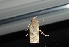Phaeosaces apocrypta