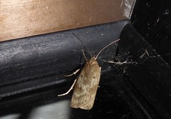 Phaeosaces apocrypta