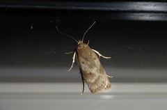 Phaeosaces apocrypta