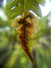 Phytoliriomyza tearohensis