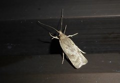 Phaeosaces apocrypta