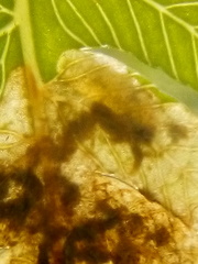 Phytoliriomyza tearohensis