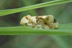 Acontia transfigurata