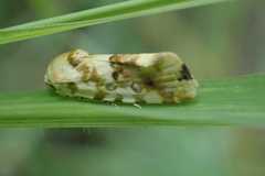 Acontia transfigurata