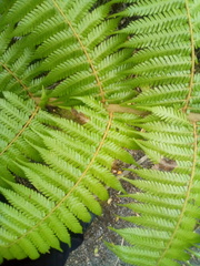 Phytoliriomyza tearohensis