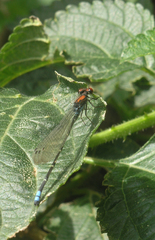Pseudagrion massaicum