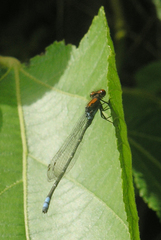 Pseudagrion massaicum