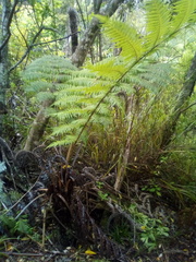 Phytoliriomyza tearohensis