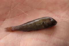 Hypseleotris