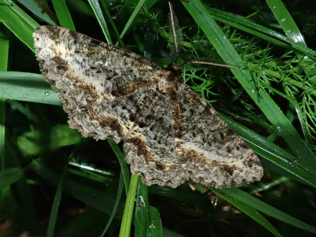 Calicha ornataria from 日本、〒321-1662 栃木県日光市湯元 on July 26, 2019 at 12:05 ...