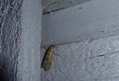 Triplectides obsoletus