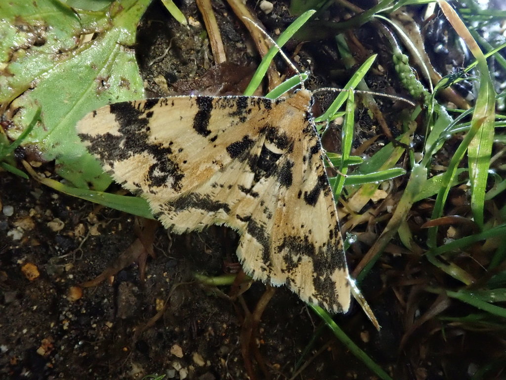 Alcis pryeraria
