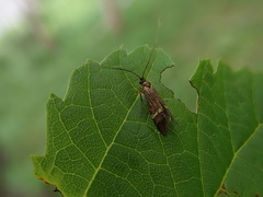Nemophora sapporensis