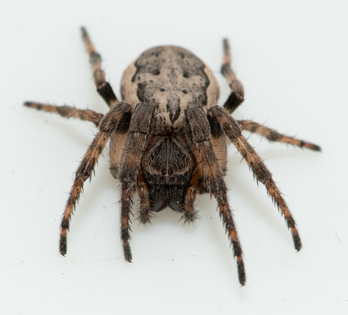 Furrow Orbweaver, photo 4 of 10