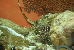 Panulirus gracilis