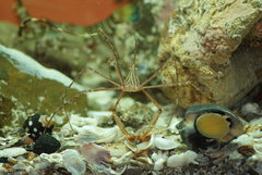 Stenorhynchus debilis