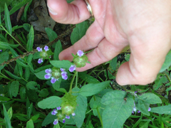 Prunella vulgaris lanceolata