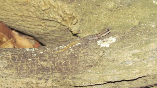 Phyllodactylus kofordi image