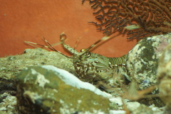 Panulirus gracilis