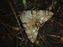 Catocala jonasii