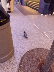 Columba livia