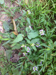 Prunella vulgaris lanceolata