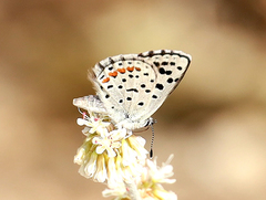 Euphilotes enoptes dammersi