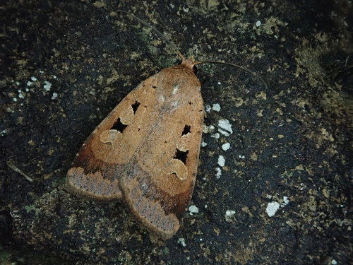 Sineugraphe exusta