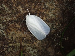 Chasminodes albonitens