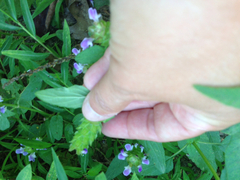 Prunella vulgaris lanceolata