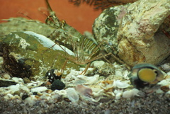 Stenorhynchus debilis