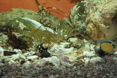 Stenorhynchus debilis