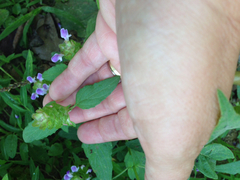 Prunella vulgaris lanceolata