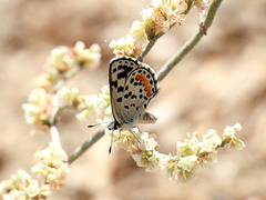 Euphilotes enoptes dammersi