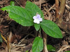 Strobilanthes tetrasperma