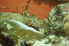 Panulirus gracilis
