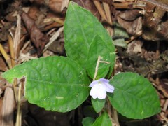 Strobilanthes tetrasperma