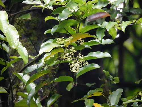 Rhipogonum scandens (Ripogonum scandens)