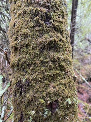 Frullania selwyniana