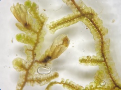Frullania selwyniana