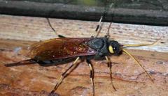 Urocerus californicus