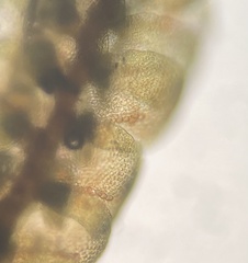 Frullania selwyniana