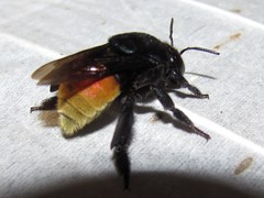 Eufriesea mexicana