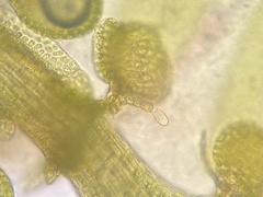 Frullania selwyniana