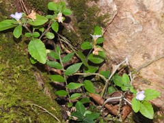 Strobilanthes tetrasperma