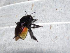 Eufriesea mexicana
