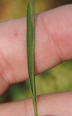 Rhynchospora ciliaris